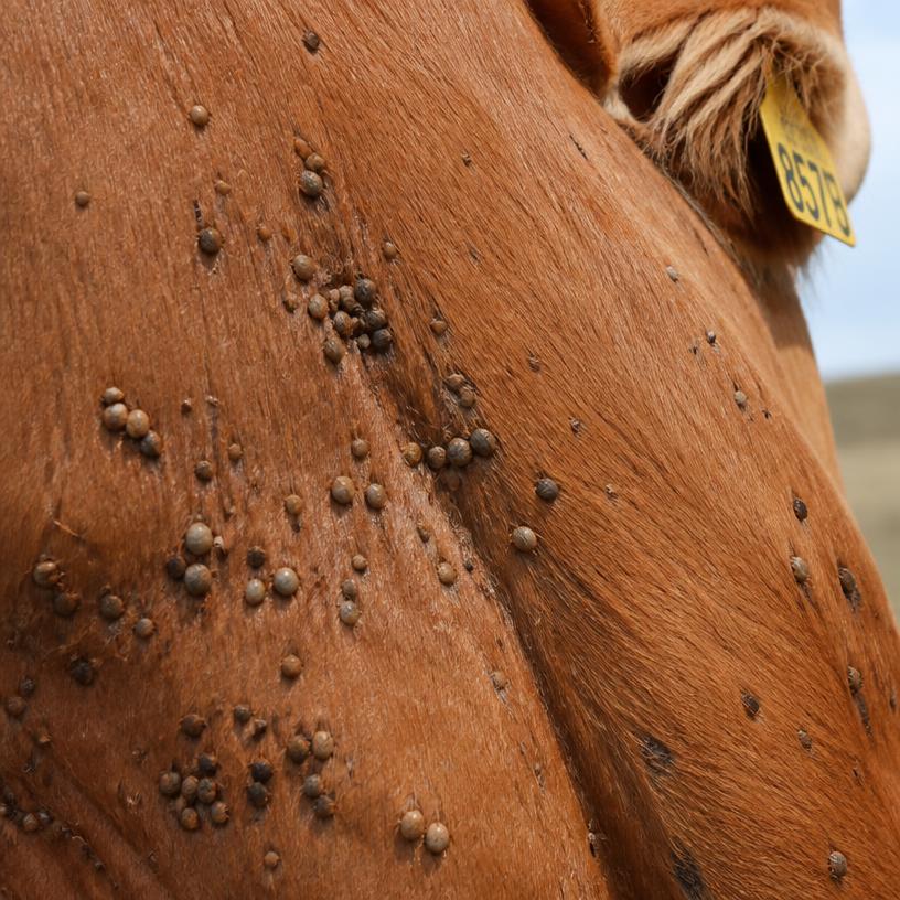 Infestação de carrapatos no couro do bovino