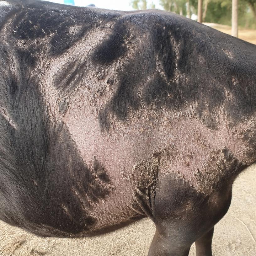 Lesões de sarna com perda de pelo no bovino