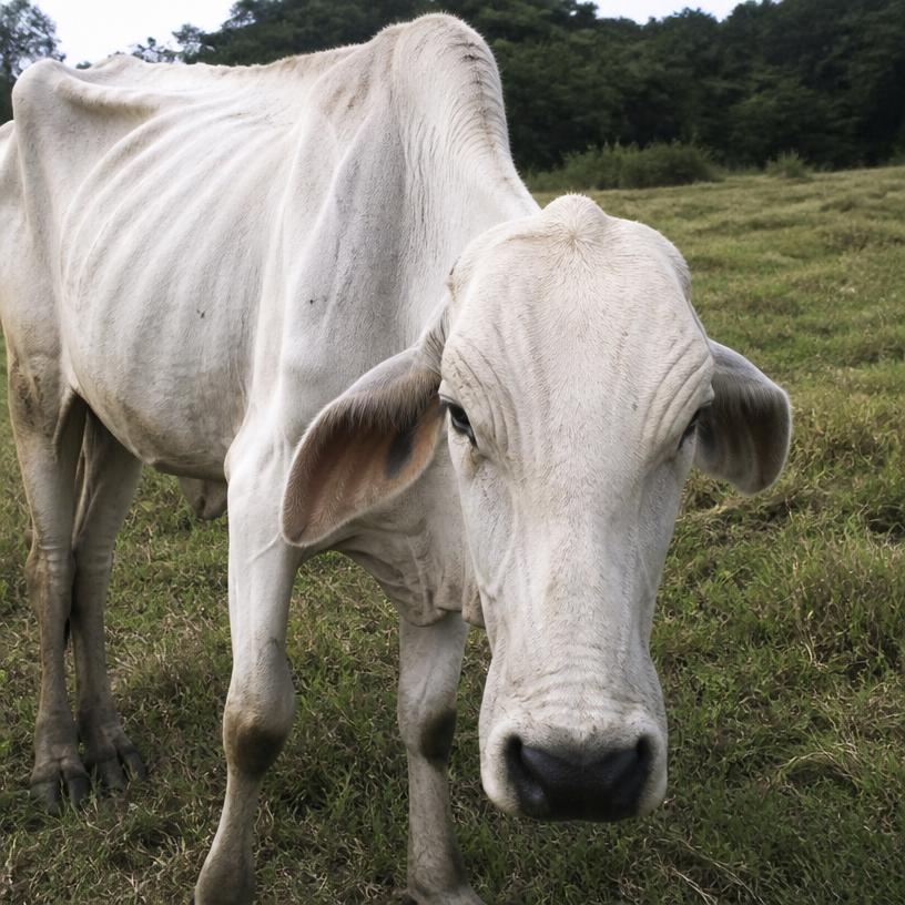 Bovino magro com sinais de verminose